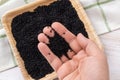 Pinch of black cumin seeds on a woman hand palm closeup. Using organic kalonji as spice or seasoning. Cooking with nigella seeds. Royalty Free Stock Photo