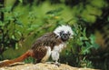 PINCHE saguinus oedipus