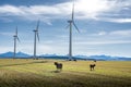 Pincher Creek Alberta Canada. October 17 2022: Cattle graze with Vestas Windmills producing sustainable energy Royalty Free Stock Photo