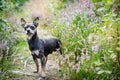 Pincher dog in forest