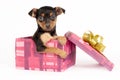Pincher puppy in a Christmas gift box. Royalty Free Stock Photo