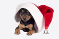 Pincher puppy with Santa hat.