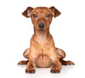 Pincher on white background Royalty Free Stock Photo