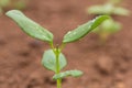 Pinching or snipping out a part of the new plants growth encourages plants to produce more branches, therefore more flowers. Royalty Free Stock Photo