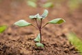 Pinching or snipping out a part of the new plants growth encourages plants to produce more branches, therefore more flowers. Royalty Free Stock Photo