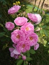 Pinck colour nelum rose