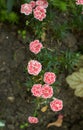 Pinck flowers of Dianthus \'Arctic Star\' in the garden. Summer and spring time.