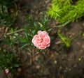 Pinck flowers of Dianthus \'Arctic Star\' in the garden. Summer and spring time.