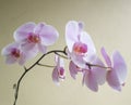 Pinck Orchidaceae from Bali