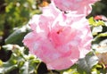 Pinck rose in the garden