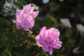 Pinck roses on the garden. back light.