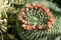 Pincushion Cactus in Arizona in Bloom Royalty Free Stock Photo