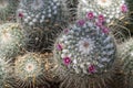 Pincushion Cactus in Bloom Royalty Free Stock Photo