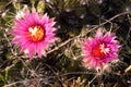 Pincushion cactus in the early morning at Big Stone NWR