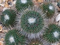 A Pincushion Cactus and Plantlets Royalty Free Stock Photo