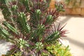 Pincushion Euphorbia - Cactus with Purple Spikes