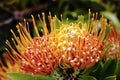 Pincushion flower Royalty Free Stock Photo