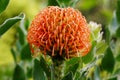 Pincushion flower