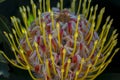 Pincushion Flower Royalty Free Stock Photo