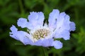 Pincushion flower (Dove pincushions) or Scabiosa caucasica Royalty Free Stock Photo