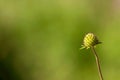 Pincushion Flower Seedhead Royalty Free Stock Photo