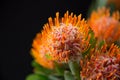 Pincushion flowers with black background Royalty Free Stock Photo