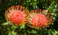 Pincushion Flowers Royalty Free Stock Photo