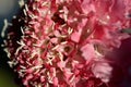 Salmon Queen pincushion floret detail macro micro Royalty Free Stock Photo