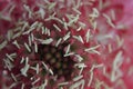 Salmon Queen pincushion flower center macro micro Royalty Free Stock Photo