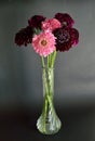 Salmon Queen Black Pompom Black Knight pincushion flower bouquet black background glass vase Royalty Free Stock Photo