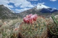 Pincushion Hill  Cactus and Mountians Royalty Free Stock Photo