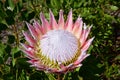 Pincushion King Protea - Leucospermum, Kirstenbosch Botanical Garden nr Cape Town, South Africa