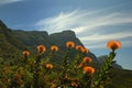 Pincushion (Kirstenbosch) Royalty Free Stock Photo