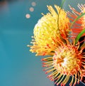 PIncushion protea Royalty Free Stock Photo