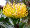 PIncushion protea