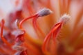 Pincushion Protea