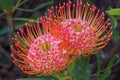 Pincushion Protea Flower Royalty Free Stock Photo