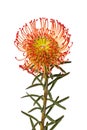 Pincushion Protea Flower Royalty Free Stock Photo