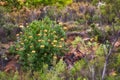 Pincushion protea flowers on a mountainside outdoors during Summer. Isolated natural spurges of yellow petals blossoming Royalty Free Stock Photo