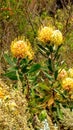 Pincushion Protea in fynbos Royalty Free Stock Photo