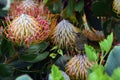 Pincushion Protea, Kirstenbosch Botanical Garden, Cape Town, South Africa