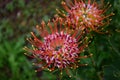 Pincushion Protea, Kirstenbosch Botanical Garden, Cape Town, South Africa