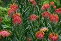 Pincushion Protea, Kirstenbosch Botanical Garden, Cape Town, South Africa