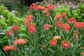 Pincushion Protea - Leucospermum, Kirstenbosch Botanical Garden nr Cape Town, South Africa