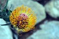 Pincushion Protea, Leucospermum from South Africa Royalty Free Stock Photo