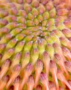 Pincushion Protea macro Royalty Free Stock Photo