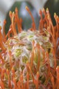 Pincushion protea macro Royalty Free Stock Photo