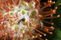 Pincushion protea macro