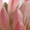 Pincushion protea petals sq Royalty Free Stock Photo