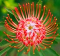 PIncushion protea pink and orange Royalty Free Stock Photo